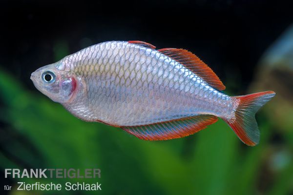 Diamantregenbogenfisch / Melanotaenia praecox